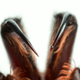 Illustration for article titled An Incredible Close-Up View Of One Of The World's Most Venomous Spiders